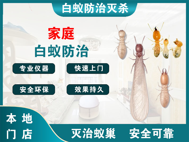 永嘉家庭白蚁防治